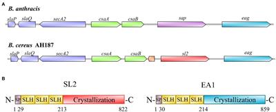 s layer proteins List of Frontiers open access articles